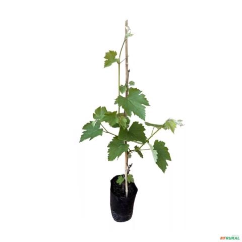Imagem Muda de Uva Vênus Altura de 1,0 m a 1,50 Imagem Muda de Uva Vênus Altura de 1,0 m a 1,50