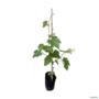 Muda de Uva Vênus Altura de 1,0 m a 1,50 Imagem Muda de Uva Vênus Altura de 1,0 m a 1,50