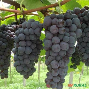 Imagem Muda de Uva Vênus Altura de 1,0 m a 1,50 Imagem Muda de Uva Vênus Altura de 1,0 m a 1,50