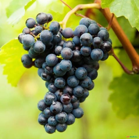 Imagem Muda de Uva Vênus Altura de 1,0 m a 1,50 Imagem Muda de Uva Vênus Altura de 1,0 m a 1,50