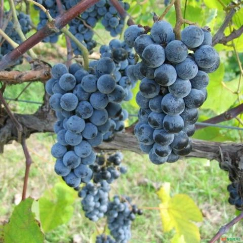 Imagem Muda de Uva Vênus Altura de 1,0 m a 1,50 Imagem Muda de Uva Vênus Altura de 1,0 m a 1,50