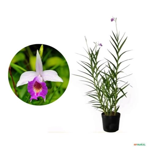 Kit 4 Mudas de Orquídea Bambu Imagem Kit 4 Mudas de Orquídea Bambu