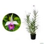 Kit 4 Mudas de Orquídea Bambu Imagem Kit 4 Mudas de Orquídea Bambu
