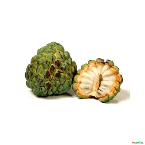 Imagem Muda de Fruta do Conde Produzindo Imagem Muda de Fruta do Conde Produzindo