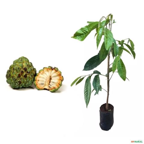 Muda de Fruta do Conde Produzindo de 1 a 1,5 m Imagem Muda de Fruta do Conde Produzindo de 1 a 1,5 m