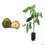 Muda de Fruta do Conde Produzindo de 1 a 1,5 m Imagem Muda de Fruta do Conde Produzindo de 1 a 1,5 m