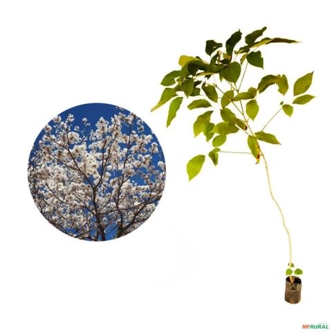 Muda De Ipê Branco Imagem Muda De Ipê Branco