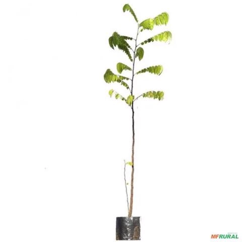 Imagem Muda De Carambola Altura de 0,40 cm a 0,80 cm Imagem Muda De Carambola Altura de 0,40 cm a 0,80 cm