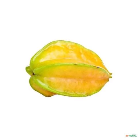Imagem Muda De Carambola Altura de 0,40 cm a 0,80 cm Imagem Muda De Carambola Altura de 0,40 cm a 0,80 cm