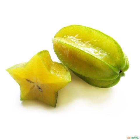 Imagem Muda De Carambola Altura de 0,40 cm a 0,80 cm Imagem Muda De Carambola Altura de 0,40 cm a 0,80 cm