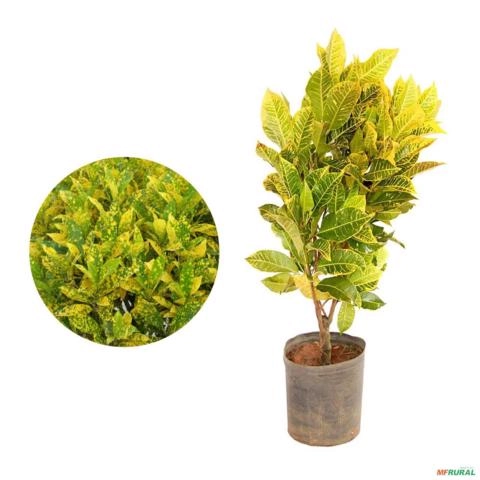 Muda de Cróton Amarelo de 40 a 80 cm Imagem Muda de Cróton Amarelo de 40 a 80 cm