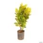 Muda de Cróton Amarelo de 40 a 80 cm Imagem Muda de Cróton Amarelo de 40 a 80 cm