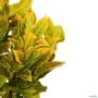 Muda de Cróton Amarelo de 40 a 80 cm Imagem Muda de Cróton Amarelo de 40 a 80 cm