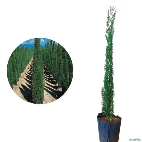 Kit Com 4 Mudas De Cipreste Italiano de 70cm a 120cm Imagem Kit Com 4 Mudas De Cipreste Italiano de 70cm a 120cm