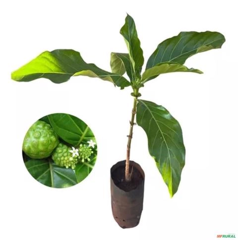 Muda de Nona Ou Noni Imagem Muda de Nona Ou Noni