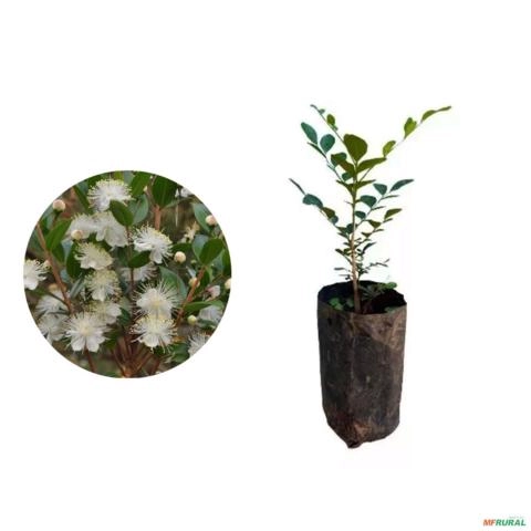 kit 50 Mudas de Murta 20 a 40cm AMK - Plantas Online Imagem kit 50 Mudas de Murta 20 a 40cm AMK - Plantas Online