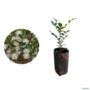 kit 50 Mudas de Murta 20 a 40cm AMK - Plantas Online Imagem kit 50 Mudas de Murta 20 a 40cm AMK - Plantas Online