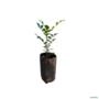 kit 50 Mudas de Murta 20 a 40cm AMK - Plantas Online Imagem kit 50 Mudas de Murta 20 a 40cm AMK - Plantas Online