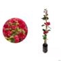 Kit 4 Mudas de Primavera Vermelha de 20 a 40cm - Bougainvillea Imagem Kit 4 Mudas de Primavera Vermelha de 20 a 40cm - Bougainvillea