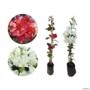 Kit 2 Mudas de Primavera (Bougainvillea) Vermelha + Branca de 20 a 40 cm Imagem Kit 2 Mudas de Primavera (Bougainvillea) Vermelha + Branca de 20 a 40 cm