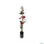 Kit 2 Mudas de Primavera (Bougainvillea) Vermelha + Branca de 20 a 40 cm Imagem Kit 2 Mudas de Primavera (Bougainvillea) Vermelha + Branca de 20 a 40 cm