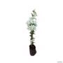 Kit 2 Mudas de Primavera (Bougainvillea) Vermelha + Branca de 20 a 40 cm Imagem Kit 2 Mudas de Primavera (Bougainvillea) Vermelha + Branca de 20 a 40 cm