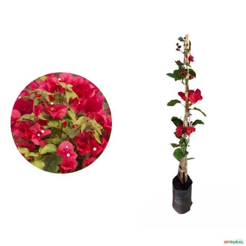 Kit 2 Mudas de Primavera (Bougainvillea) Vermelha de 20 a 40 cm Imagem Kit 2 Mudas de Primavera (Bougainvillea) Vermelha de 20 a 40 cm