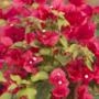 Kit 2 Mudas de Primavera (Bougainvillea) Vermelha de 20 a 40 cm Imagem Kit 2 Mudas de Primavera (Bougainvillea) Vermelha de 20 a 40 cm