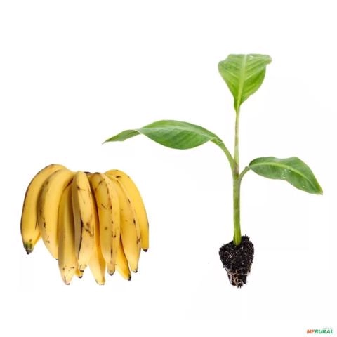 Kit com 5 Mudas Banana Da Terra - (Musa paradisiaca) sabor suave e textura firme Imagem Kit com 5 Mudas Banana Da Terra - (Musa paradisiaca) sabor suave e textura firme