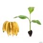 Kit com 5 Mudas Banana Da Terra - (Musa paradisiaca) sabor suave e textura firme Imagem Kit com 5 Mudas Banana Da Terra - (Musa paradisiaca) sabor suave e textura firme