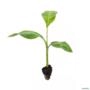 Kit com 5 Mudas Banana Da Terra - (Musa paradisiaca) sabor suave e textura firme Imagem Kit com 5 Mudas Banana Da Terra - (Musa paradisiaca) sabor suave e textura firme
