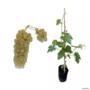 Kit 3 Mudas de Uva Itália Enxertadas de 30 a 70 cm Imagem Kit 3 Mudas de Uva Itália Enxertadas de 30 a 70 cm