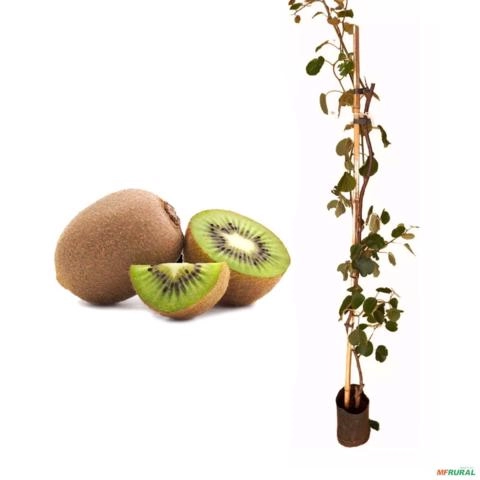 Muda de Kiwi Macho 50 a 80cm AMK - Plantas Online Imagem Muda de Kiwi Macho 50 a 80cm AMK - Plantas Online