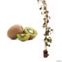 Muda de Kiwi Macho 50 a 80cm AMK - Plantas Online Imagem Muda de Kiwi Macho 50 a 80cm AMK - Plantas Online