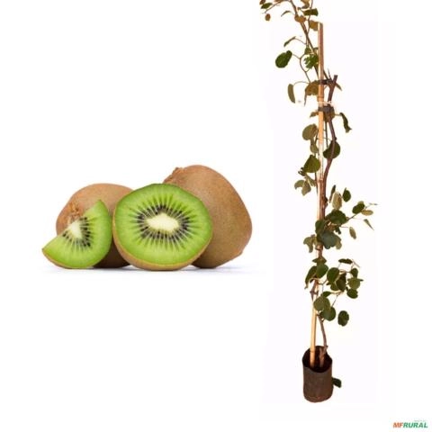 Muda de Kiwi Fêmea de 50 a 80 cm Imagem Muda de Kiwi Fêmea de 50 a 80 cm