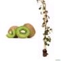 Muda de Kiwi Fêmea de 50 a 80 cm Imagem Muda de Kiwi Fêmea de 50 a 80 cm