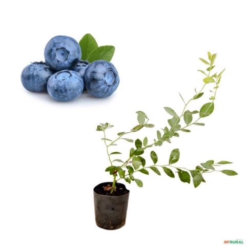 Kit com 3 Mudas de Mirtilo (Blueberry) Prontas para Produção Imagem Kit com 3 Mudas de Mirtilo (Blueberry) Prontas para Produção