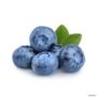 Kit com 3 Mudas de Mirtilo (Blueberry) Prontas para Produção Imagem Kit com 3 Mudas de Mirtilo (Blueberry) Prontas para Produção