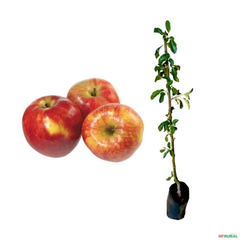 Muda de Maçã Anna Enxertada para Vaso Imagem Muda de Maçã Anna Enxertada para Vaso