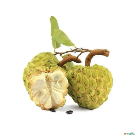 Imagem Muda de Pinha (Annona squamosa) | Altura de 50cm a 80cm Imagem Muda de Pinha (Annona squamosa) | Altura de 50cm a 80cm