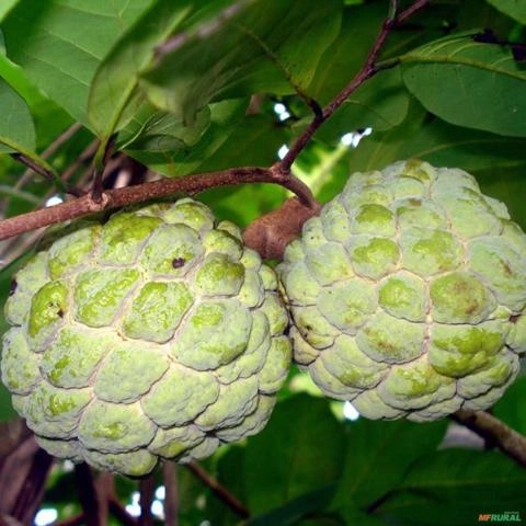 Imagem Muda de Pinha (Annona squamosa) | Altura de 50cm a 80cm Imagem Muda de Pinha (Annona squamosa) | Altura de 50cm a 80cm