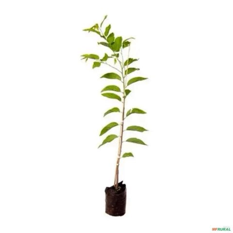 Imagem Muda de Pinha (Annona squamosa) | Altura de 50cm a 80cm Imagem Muda de Pinha (Annona squamosa) | Altura de 50cm a 80cm