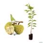 Muda de Pinha (Annona squamosa) de 50 a 80 cm Imagem Muda de Pinha (Annona squamosa) de 50 a 80 cm