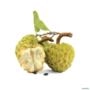 Muda de Pinha (Annona squamosa) de 20 a 40 cm Imagem Muda de Pinha (Annona squamosa) de 20 a 40 cm