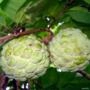 Muda de Pinha (Annona squamosa) de 20 a 40 cm Imagem Muda de Pinha (Annona squamosa) de 20 a 40 cm