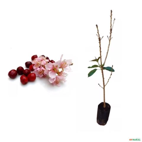 Muda de Cerejeira Japonesa (Sakura) de 50 a 80cm - Flor Ornamental para Jardim Imagem Muda de Cerejeira Japonesa (Sakura) de 50 a 80cm - Flor Ornamental para Jardim