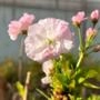 Muda de Cerejeira Japonesa (Sakura) de 50 a 80cm - Flor Ornamental para Jardim Imagem Muda de Cerejeira Japonesa (Sakura) de 50 a 80cm - Flor Ornamental para Jardim