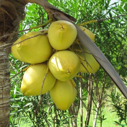 Imagem Kit 3 Mudas de Coco Anão Verde 50 a 80cm AMK | Planta Frutífera Tropical, Produção Precoce, Fácil Cultivo Imagem Kit 3 Mudas de Coco Anão Verde 50 a 80cm AMK | Planta Frutífera Tropical, Produção Precoce, Fácil Cultivo