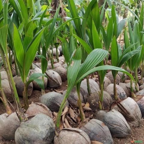 Imagem Kit 3 Mudas de Coco Anão Verde 50 a 80cm AMK | Planta Frutífera Tropical, Produção Precoce, Fácil Cultivo Imagem Kit 3 Mudas de Coco Anão Verde 50 a 80cm AMK | Planta Frutífera Tropical, Produção Precoce, Fácil Cultivo