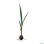 Kit 3 Mudas de Coco Anão Verde 50 a 80cm AMK | Planta Frutífera Tropical, Produção Precoce, Fácil Cultivo Imagem Kit 3 Mudas de Coco Anão Verde 50 a 80cm AMK | Planta Frutífera Tropical, Produção Precoce, Fácil Cultivo